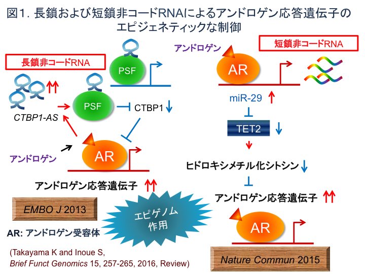 図1 長鎖および短鎖非コードRNAによるアンドロゲン応答遺伝子のエピジェネティックな制御