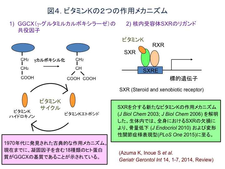 図4 ビタミンKの2つの作用メカニズム