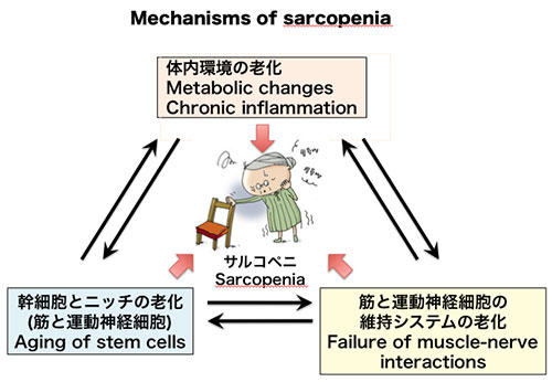 Mechanisms of sarcopenia