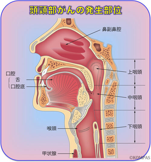 頭頸部がんの発生部位