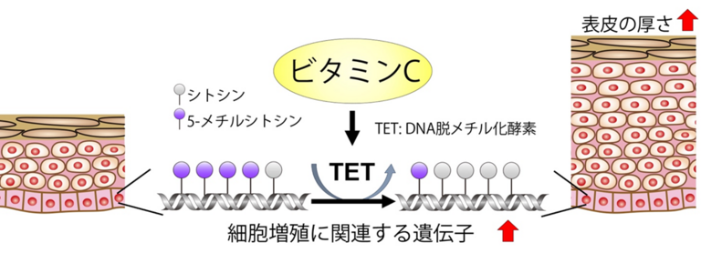 「年齢とともに"薄くなる肌"をビタミンCが防ぐ可能性」のサムネイル画像