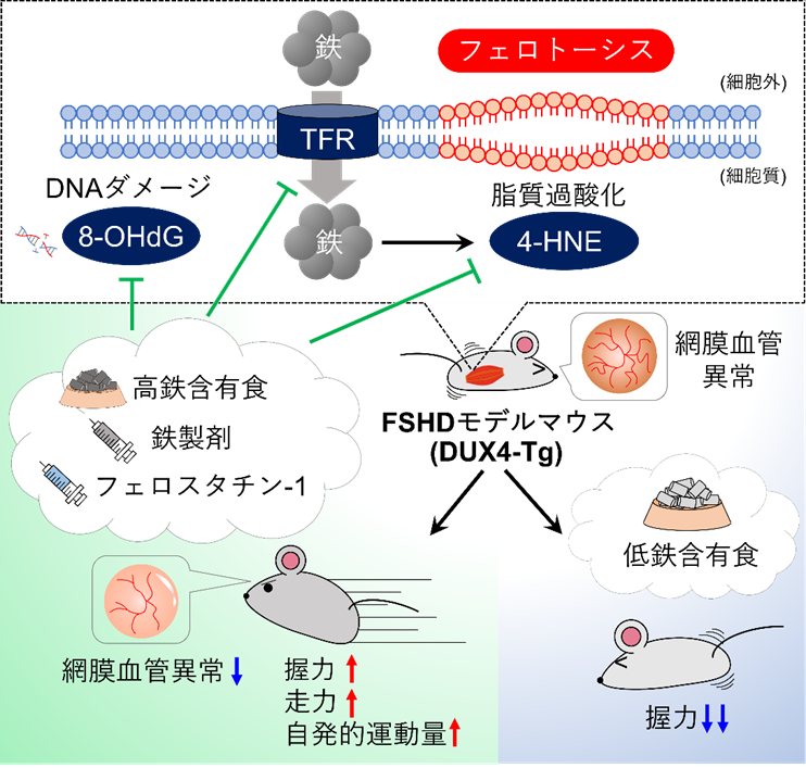 顔面肩甲上腕型筋ジストロフィーモデルマウスの病態改善に成功～鉄代謝とフェロトーシス経路を標的にした新たな治療戦略～のサムネイル画像