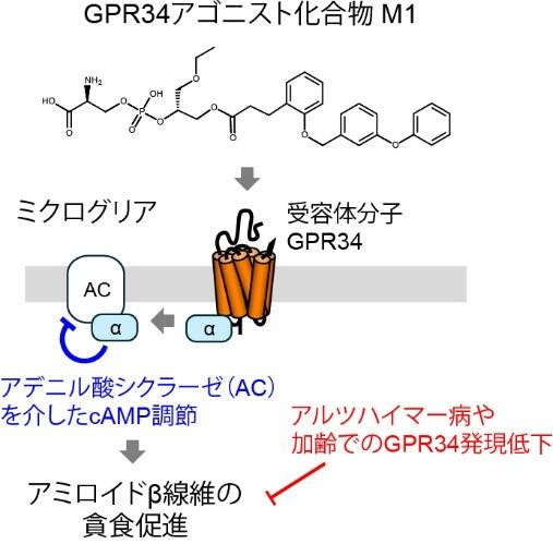 アルツハイマー病の原因物質を除去するミクログリアの新規活性化機構を発見――GPR34受容体の刺激がアミロイドβの貪食を促進――のサムネイル画像