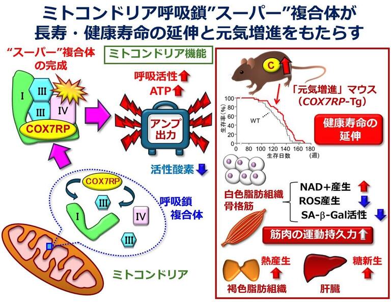 ミトコンドリアの呼吸出力を上げる"アンプ"が健康寿命を延伸させる ― 呼吸鎖の"スーパー"複合体を完成させるラストピース「COX7RP」による元気増強メカニズム ―のサムネイル画像