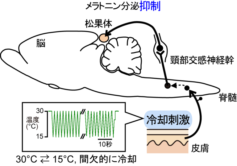 皮膚を冷やす刺激が松果体からのメラトニン分泌を調節することを発見のサムネイル画像
