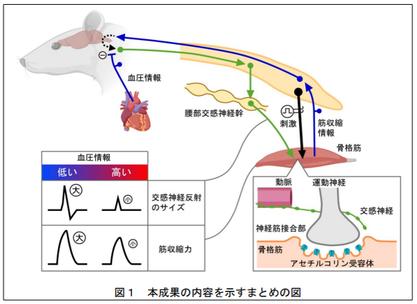 大動脈からの血圧情報が交感神経の反射反応を抑えて筋力を低下させることを発見のサムネイル画像