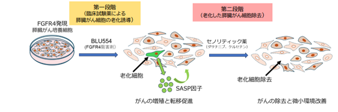 膵臓がん細胞を "老化させて除去" FGFR4阻害剤BLU554とセノリティック薬を併用した新たな二段階治療を提案 ―難治性膵臓がんへの新戦略―のサムネイル画像