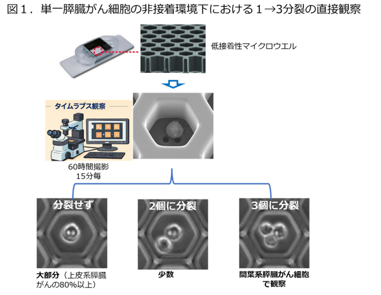 膵臓がん細胞は「1個」から「3個」に増える ― 単一細胞解析が捉えた非標準的分裂様式 ―のサムネイル画像
