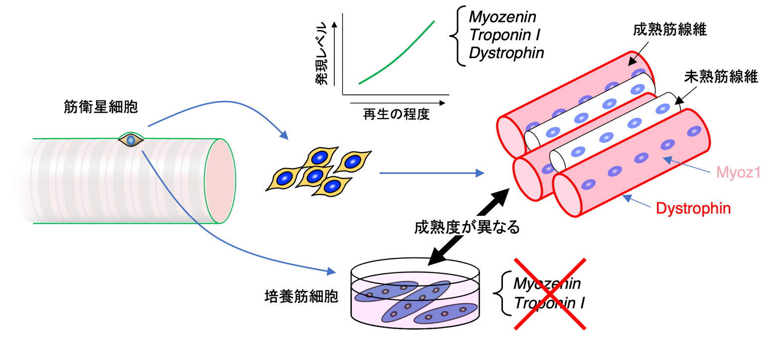 筋繊維再生の高精度評価法を開発.png