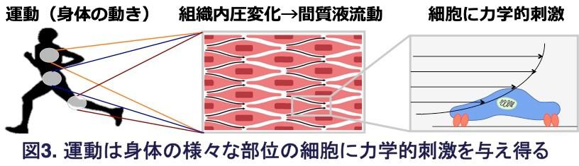 図3.運動は身体の様々な部位の細胞に力学的刺激を与え得る.jpg