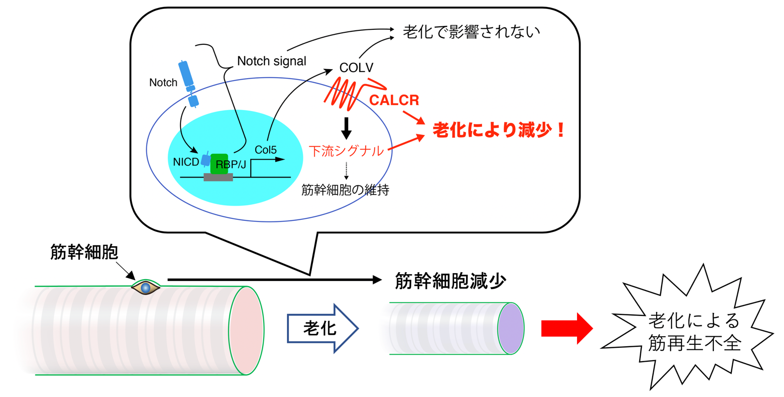 老化によるカルシトニン受容体の発現低下が筋幹細胞の減少を導くモデル