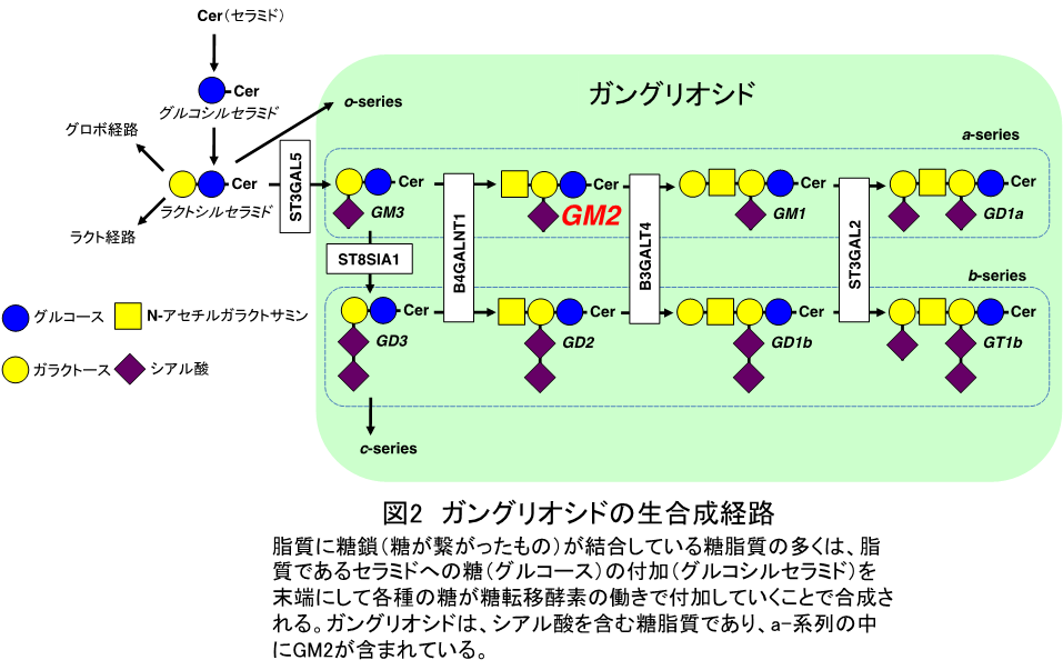 図２