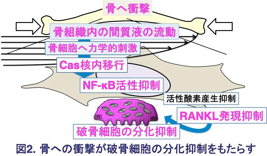 図2.骨への衝撃が破骨細胞の分化抑制をもたらす.jpg