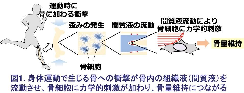 図1.身体活動で生じる骨への衝撃が骨内の組織駅（間質液）を流動させ、骨細胞に力学的刺激が加わり、骨量維持につながる.jpg