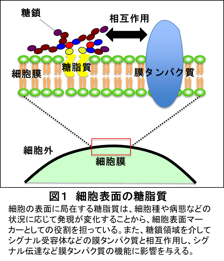 図１