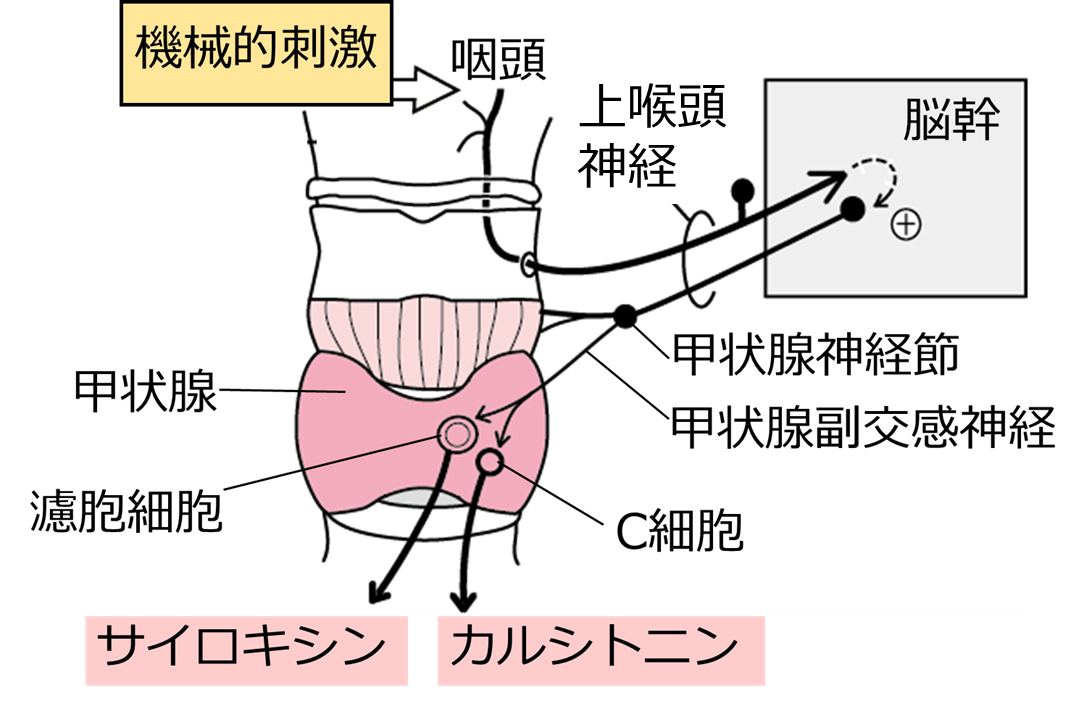 咽頭への刺激で甲状腺からのホルモン分泌が増える.png