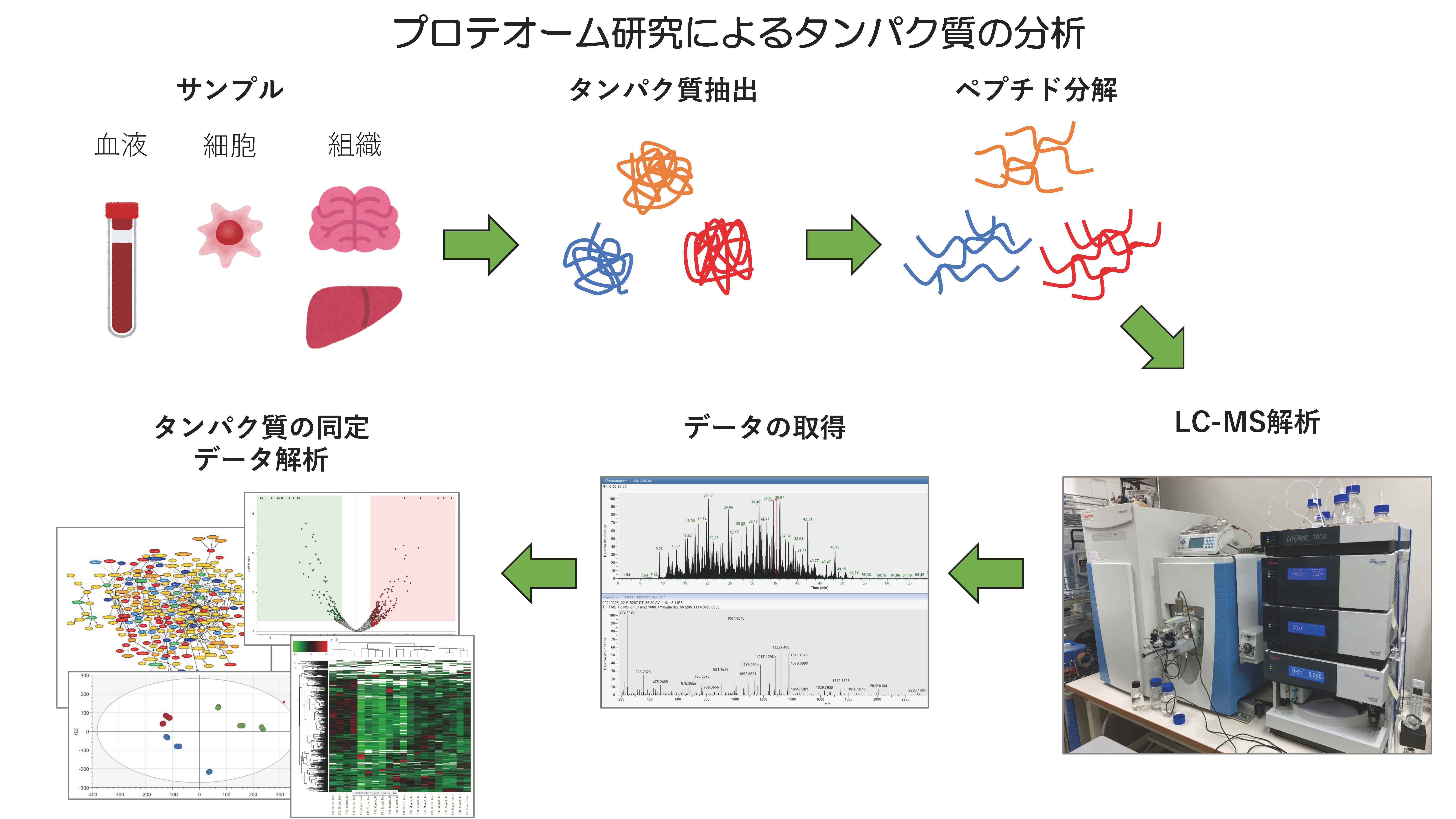 プロテオーム_図の差替.jpg