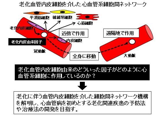 老化血管内皮細胞を介した心血管系細胞間ネットワーク
