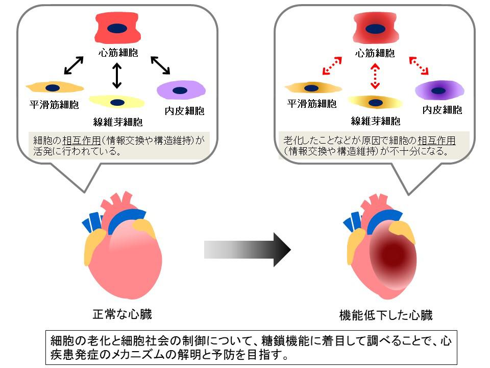 細胞の老化と細胞社会の制御について、糖鎖機能に着目して調べることで、心血管発症のメカニズムの解明と予防を目指す