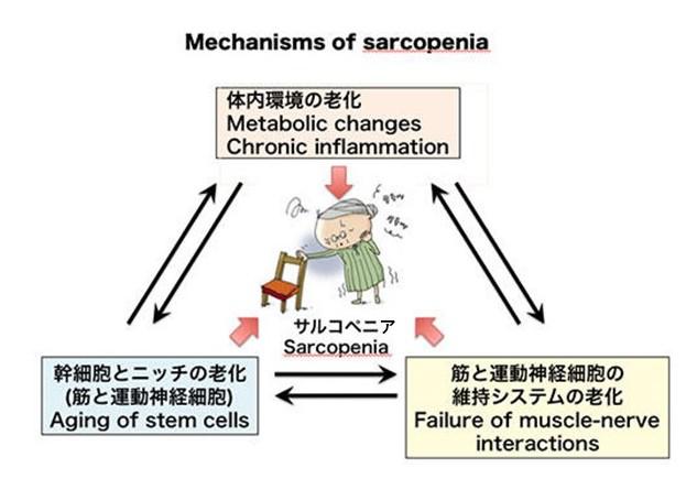 サルコペニアのメカニズム