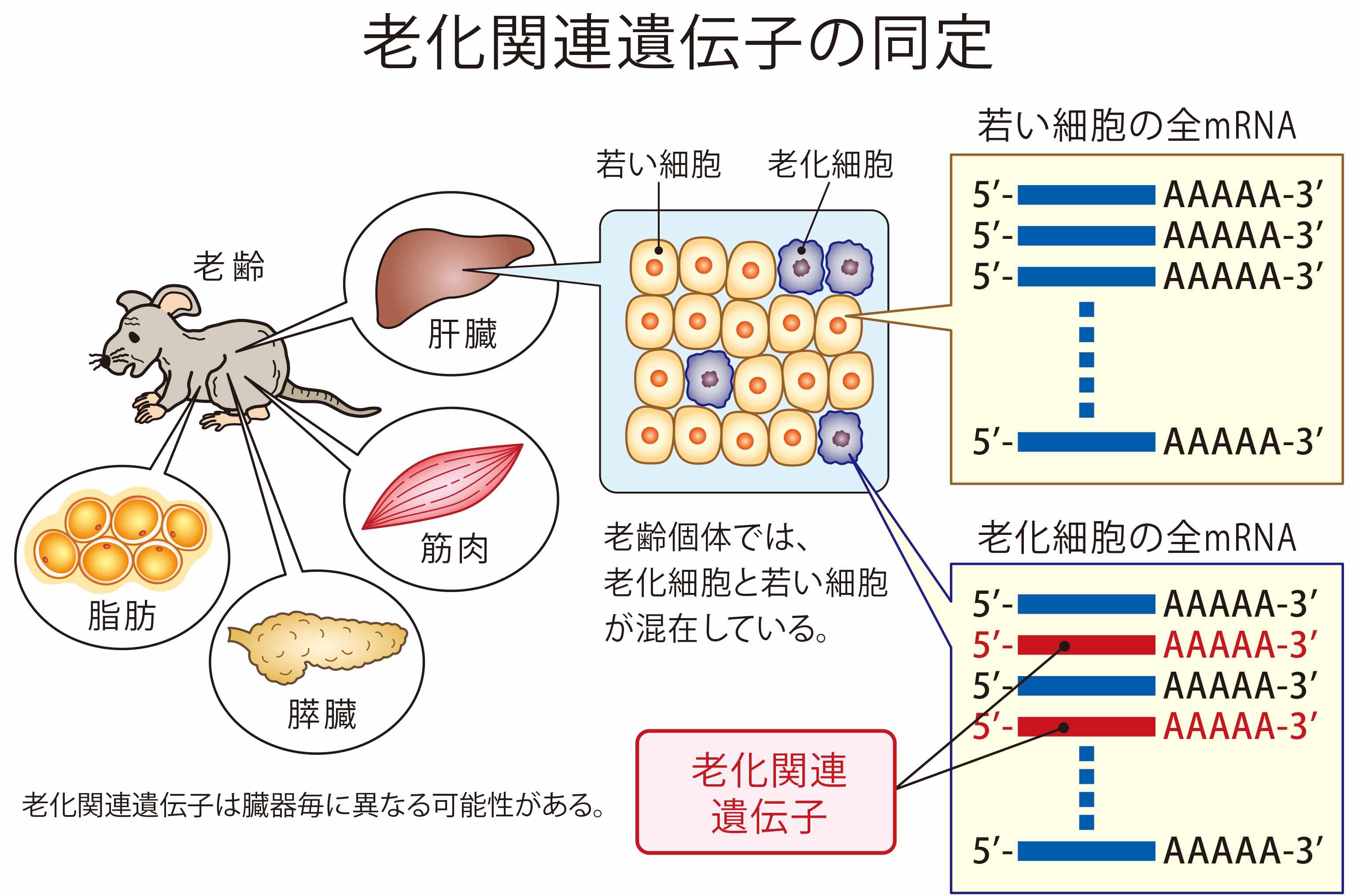 老化関連遺伝子 9_Ishigami_201802.jpg
