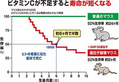 ビタミンCが不足すると寿命が短くなる