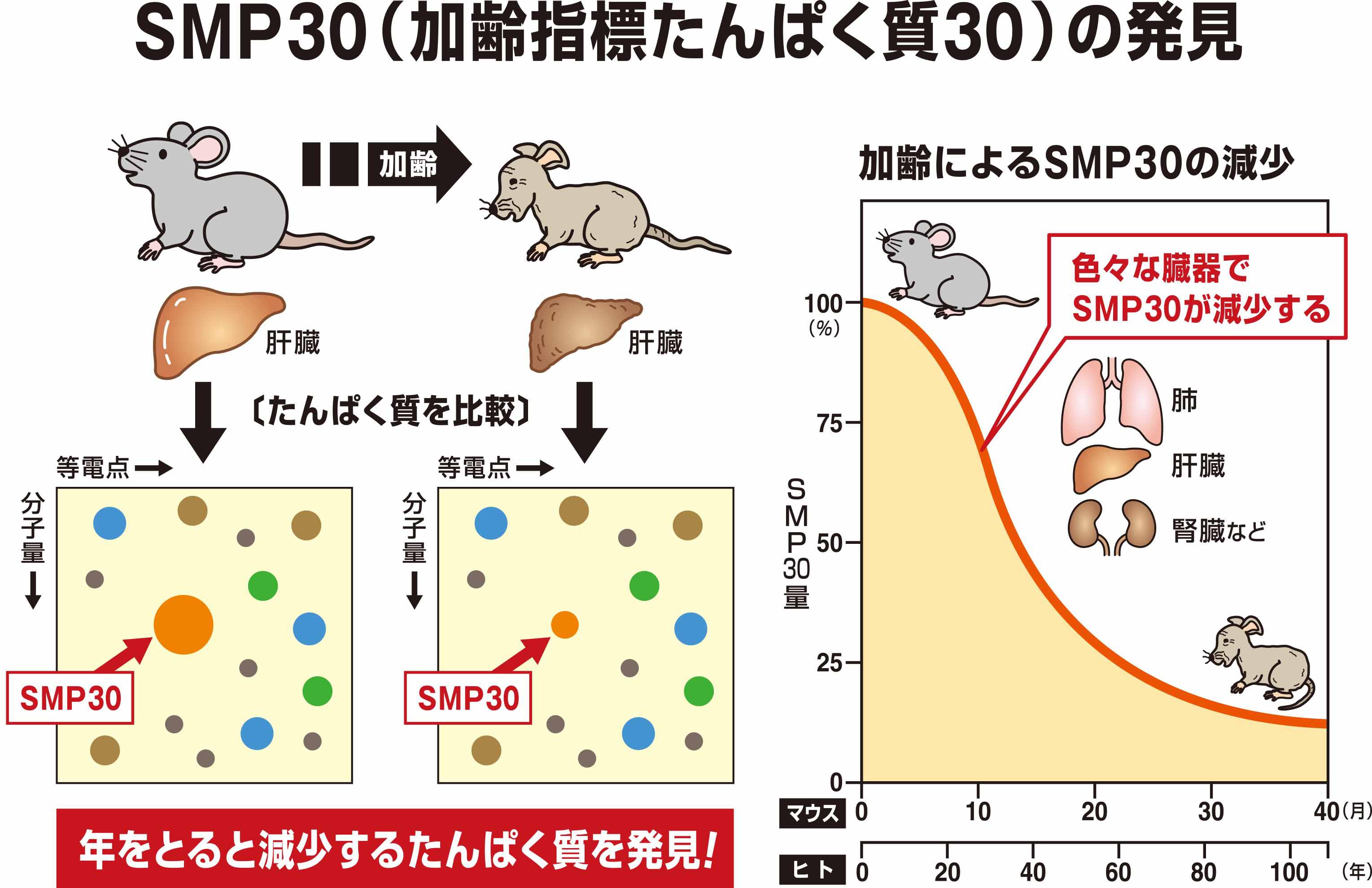 SMP30の発見.jpg