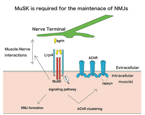 MuSK is required for the maintenace of NMJs