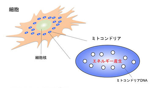 図1：細胞とミトコンドリアの模式図