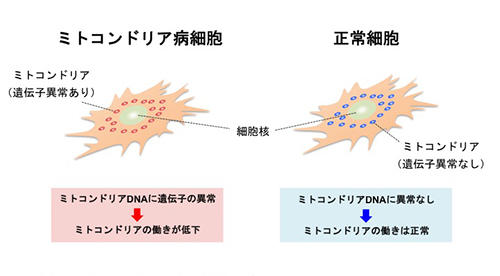 図2：ミトコンドリア病の細胞モデル