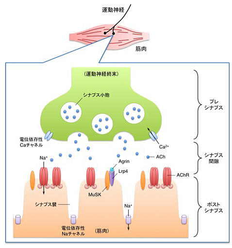 図1 : 神経筋シナプスの構造