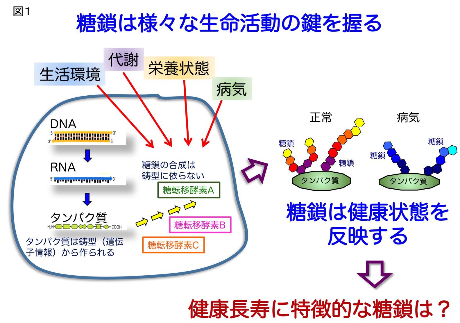 図1　糖鎖は様々な生命活動の鍵を握る