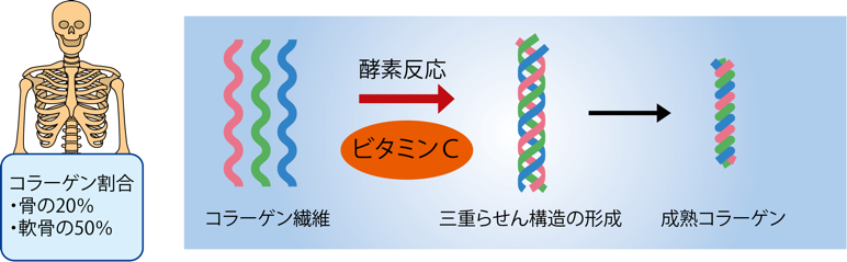 「ビタミンＣ」の画像検索結果