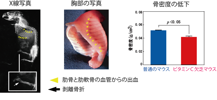 coq10勃起不全reddit