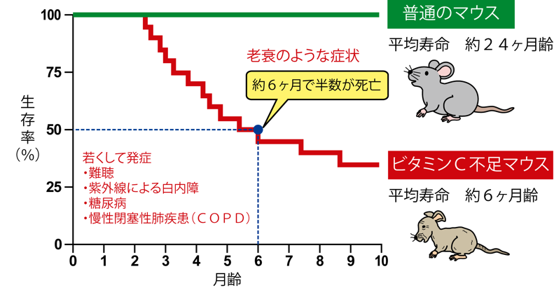 図４　ビタミンＣが不足すると老化が速まる