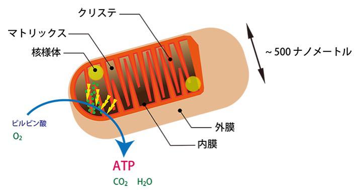 図2：ミトコンドリア内部構造の模式図