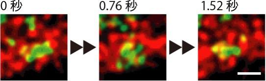 図5：ミトコンドリア内部は激しく変化