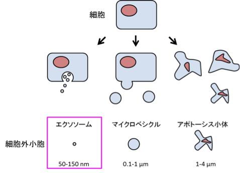 図1【エクソソームは細胞外小胞の1つである】