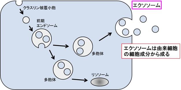 図2【エクソソームのできかた】