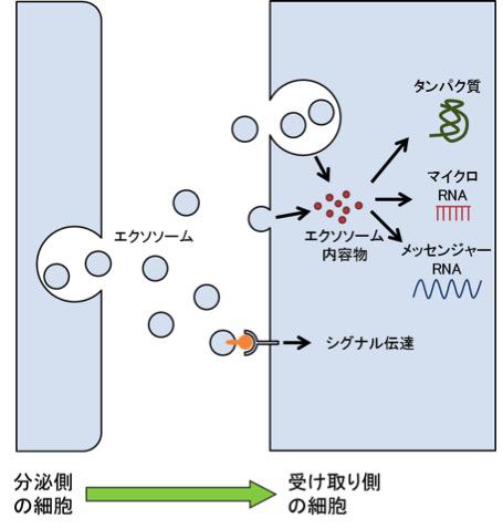 図4【エクソソームは細胞間のコミュニケーションに使われる】