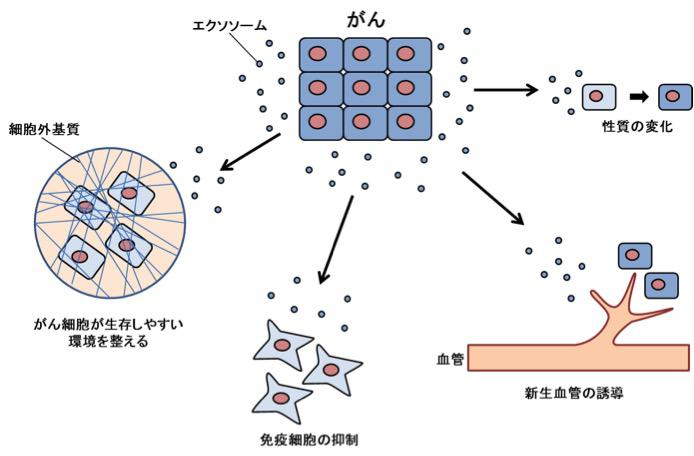 図5【がん細胞が出すエクソソームは、がんの生存に有利に働く】