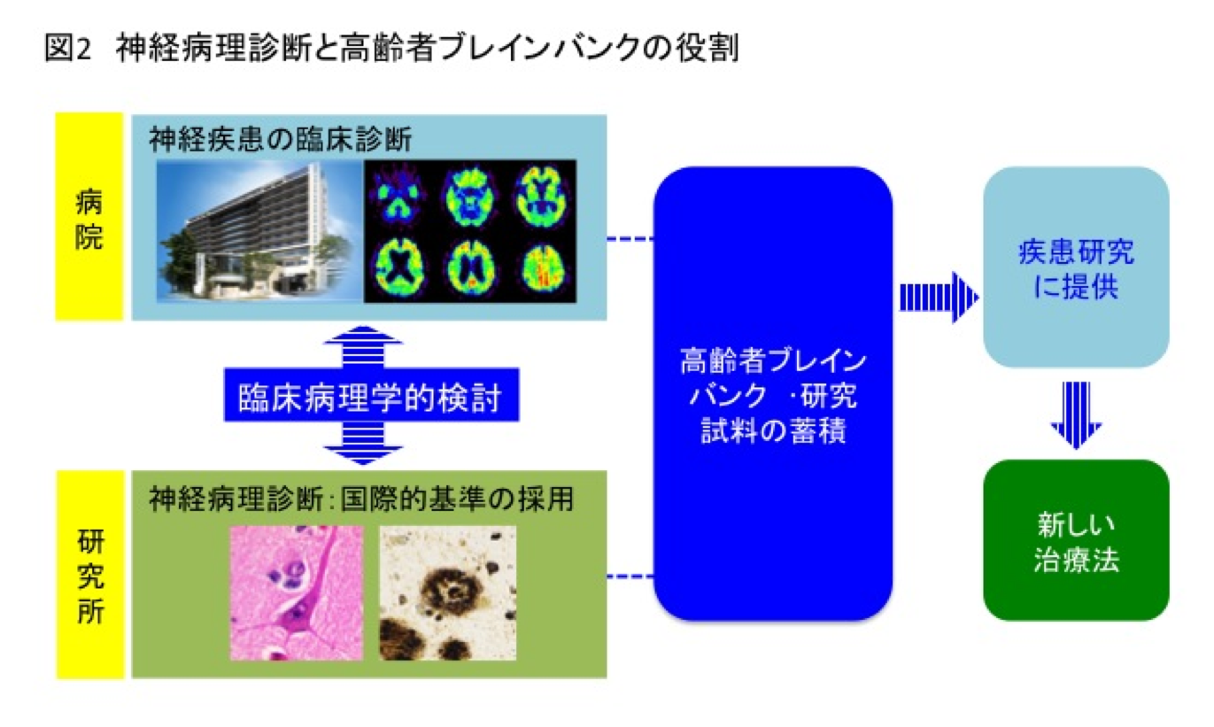 図2 神経病理診断と高齢者ブレインバンクの役割