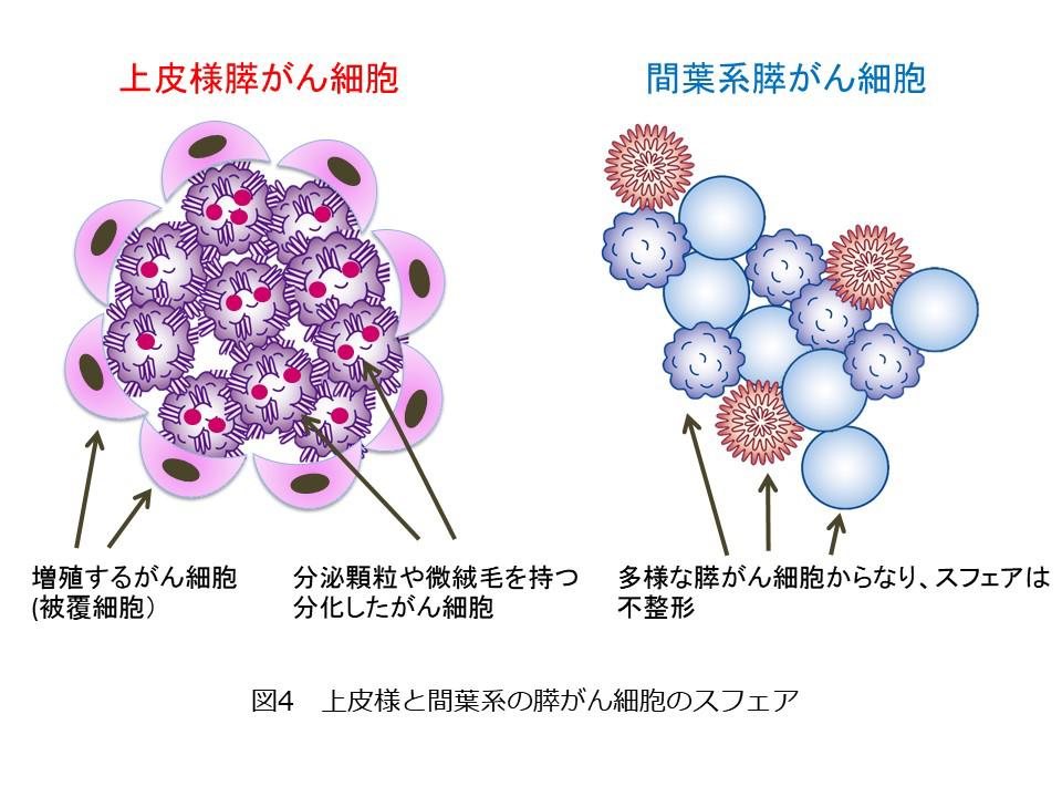 図4　上皮様と間葉系の膵がん細胞のスフェア.JPG