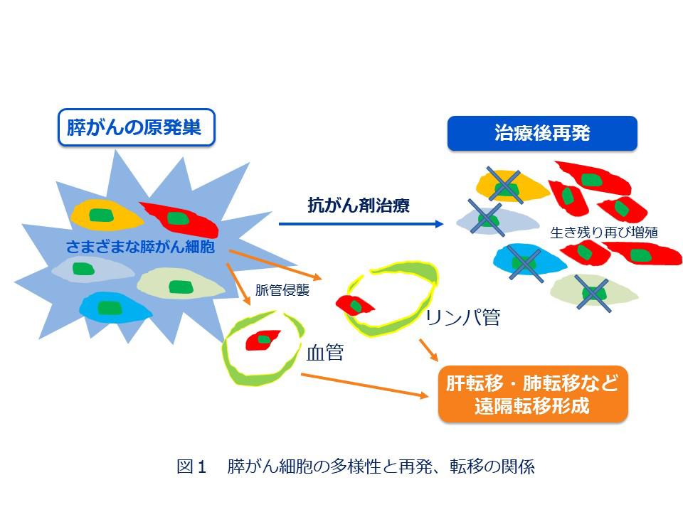 図１　膵がん細胞の多様性と再発、転移の関係.JPG