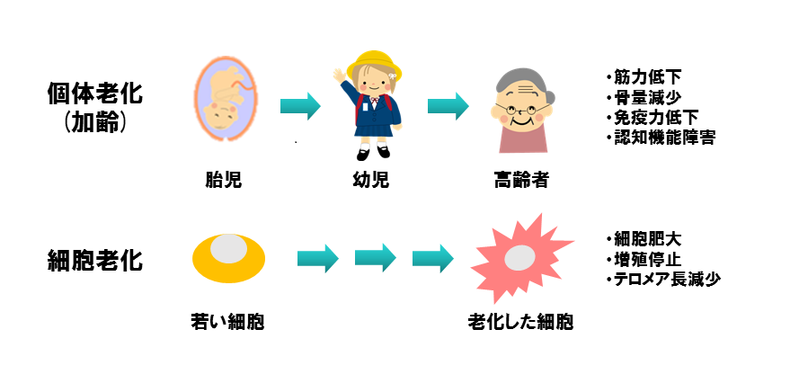 図１個体の老化と細胞の老化