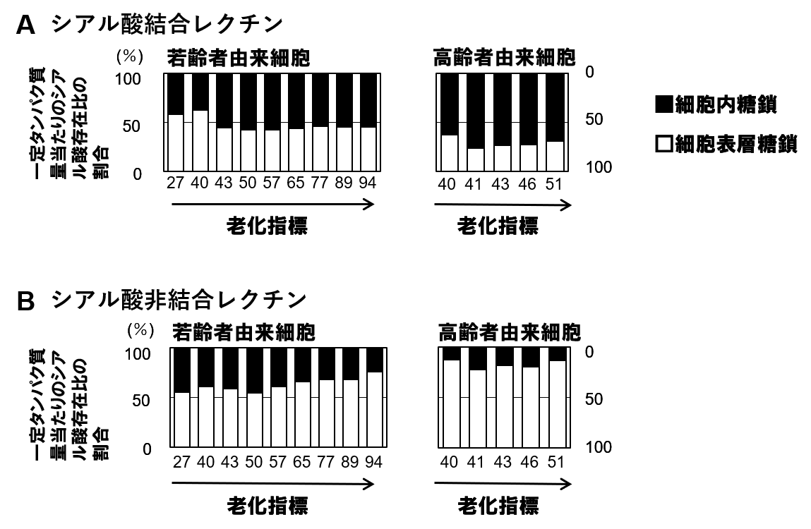 図４細胞内糖鎖のシアル酸存在比の変化