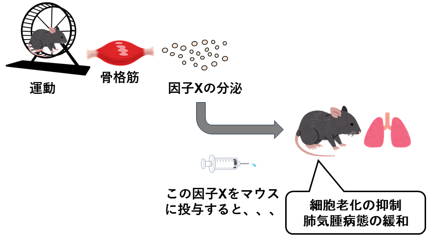 図_長寿研HP（文字位置修正）.png