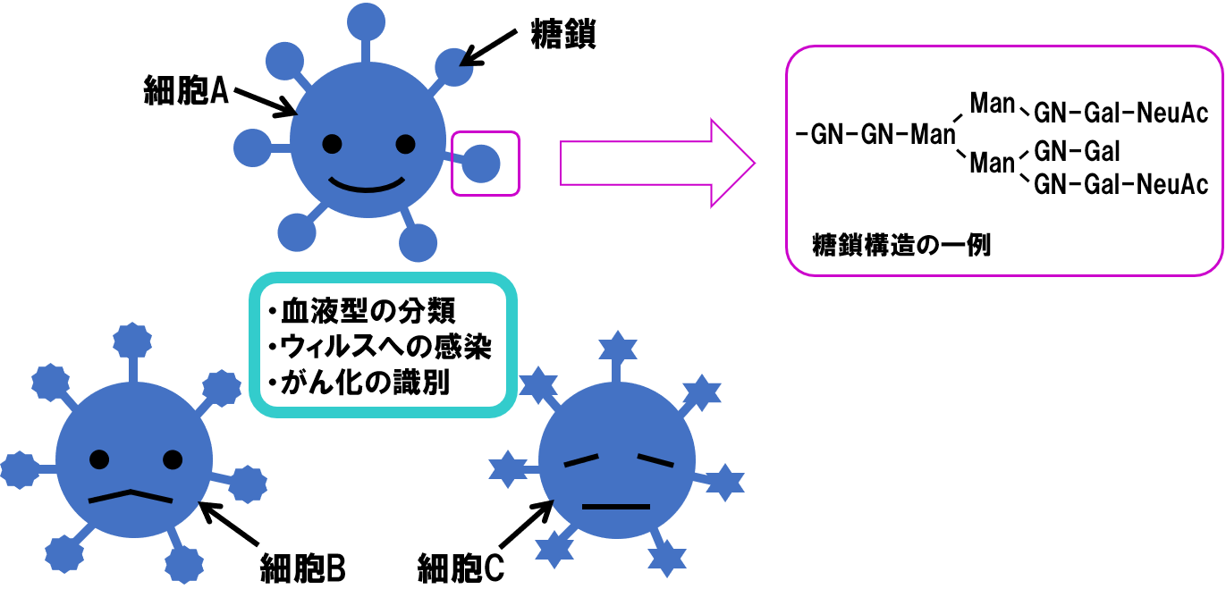 図２糖鎖変化と細胞の種類