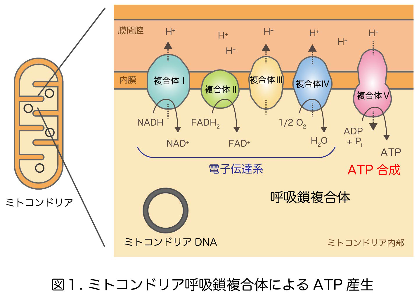 図1.png