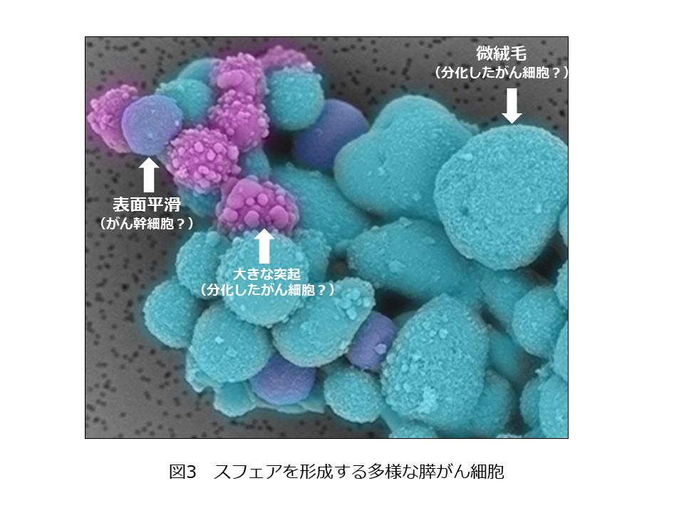 図3　スフェアを形成する多様な膵がん細胞.JPG